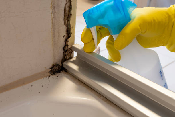 Certified Mold Removal in Bartlett, TN